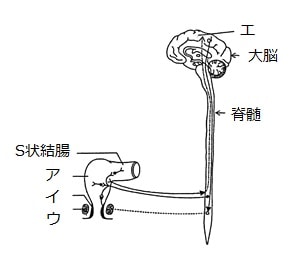 排便反射